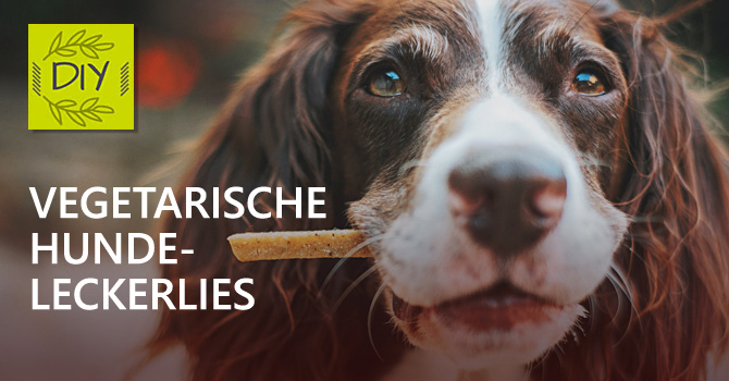 DIY Hundeleckerlies: Vegetarische Hunde-Kekse als Leckerbissen für zwischendurch